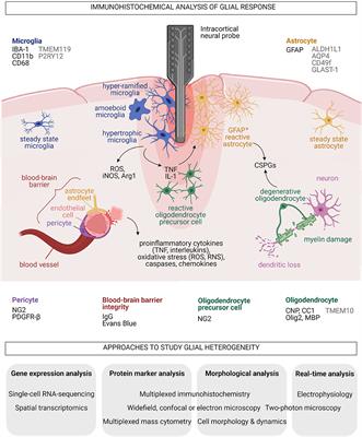 More Than Cell Markers: Understanding Heterogeneous Glial Responses to Implantable Neural Devices